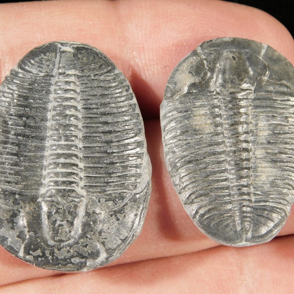 TWO! 500 Million Year OLD TRILOBITE Fossils 100% Natural Utah 3.07