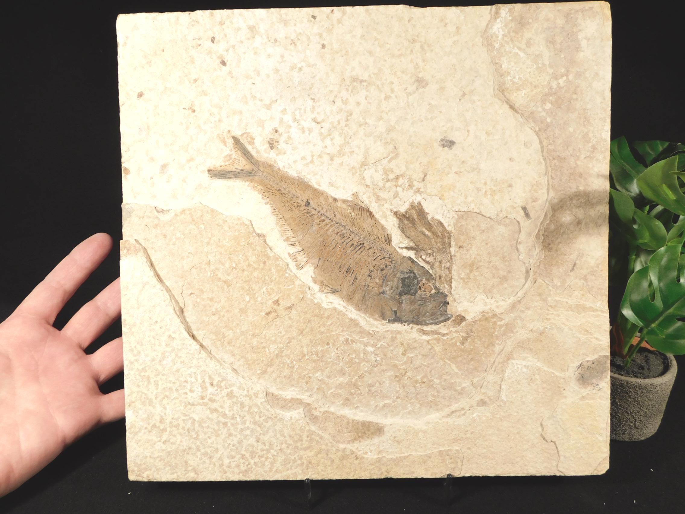 大きなディプロミストゥス魚の化石と非常に珍しい水生植物の化石