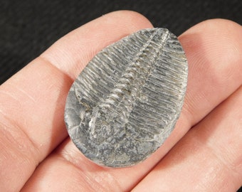 ¡500 millones de años! Fósil TRILOBITE del Jurásico Utah 5.61