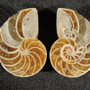 May include: Two polished ammonite fossil halves displayed side by side. Each piece features a spiral shell structure with distinct tan, brown, and cream-colored chambers, showcasing the intricate internal geometry and natural mineralized patterns.