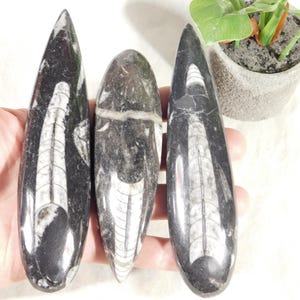 Lot of THREE! 400 Million Year Old Polished ORTHOCERAS Fossils! Morocco 350gr