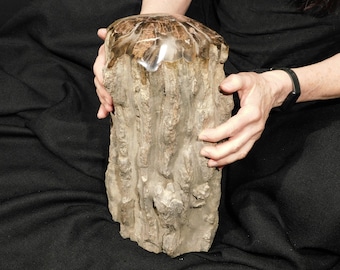 ¡Guau! ENORME Cúpula Pulida Petrificada RODILLO DE MADERA Fósil Independiente Arizona
