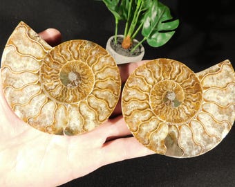 巨大な化石アンモナイト、半分にカットされ磨かれた本物のギフト