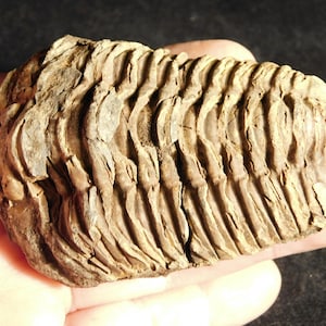 Puede incluir: Un trilobites fosilizado, un artrópodo marino de la era Paleozoica, se sostiene en una mano. El fósil es de color marrón claro con un cuerpo segmentado y una textura detallada. Una pieza única de historia natural.