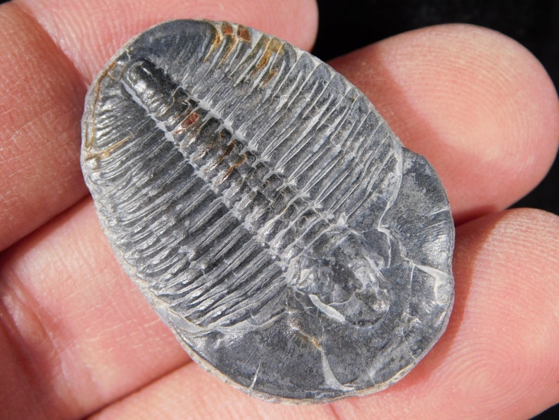 fossil annapolis mall