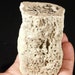 see more listings in the Fossils section