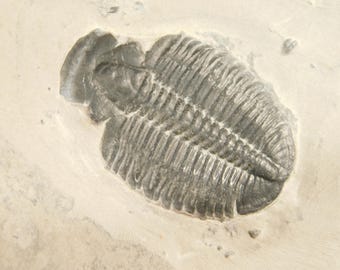アノマロカリスの噛み跡が残る三葉虫の化石！カンブリア紀ユタ州産