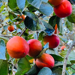 6 Lbs - ORGANIC Hachiya Persimmon Fresh Fruit -- California Grown