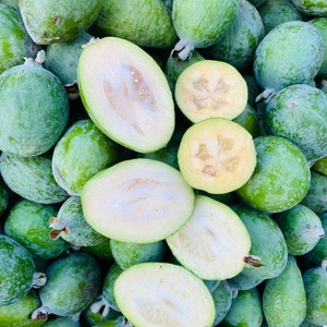 8 Lbs - ORGANIC Pineapple Guava Feijoa Fruit -- Fresh California Grown