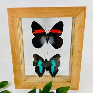 Real Framed Butterfly Display
