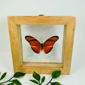 Real Framed Butterfly