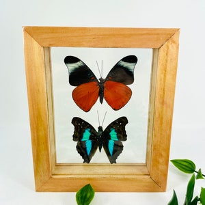 Real Framed Butterfly Display