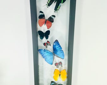Real Framed Butterfly Collection - Morpho butterfly
