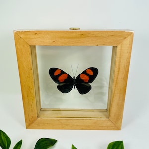 Real Framed Butterfly Display
