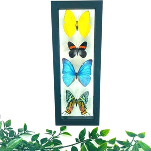 May include: A framed display featuring four colorful butterflies. The butterflies include a bright yellow, a black and orange, a vibrant blue, and a multi-colored butterfly. The frame is a dark teal color, and the background is white.