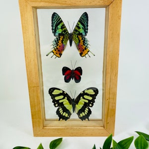 Framed Butterfly Display - Including Sunset Moth