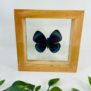 Real Framed Butterfly Display