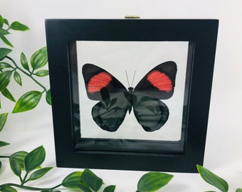 Real framed butterfly