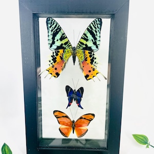 May include: A framed display featuring three butterflies. The top butterfly has green, yellow, and black wings with orange and black accents. The middle butterfly is blue and black. The bottom butterfly is orange with black edges. The frame is black.