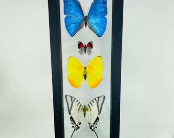 Real Framed Butterfly Collection - Morpho Butterfly