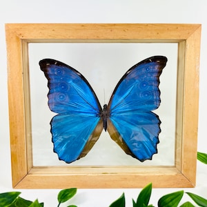 Blue Morpho (Morpho Didius) Butterfly