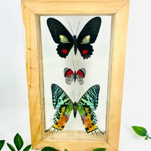 May include: A framed display featuring three preserved butterflies. The top butterfly is black with red and yellow markings. The middle butterfly is red and white. The bottom butterfly has green, yellow, and orange wings. The frame is made of light-colored wood.