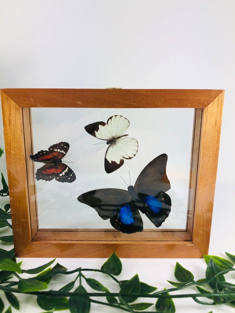 Real Framed Butterfly Medium brown frame