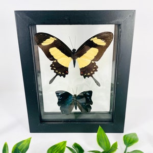 Real Framed Butterfly Display