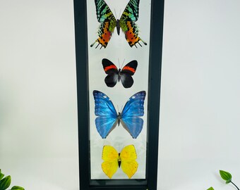 Real Framed Butterfly Collection - Morpho Butterfly & Sunset Moth