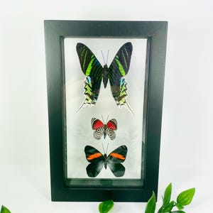 Real Framed Butterfly Display