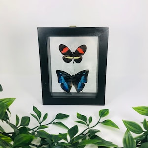 Real Framed Butterfly Display