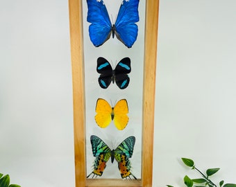 Real Framed Butterfly Collection - Morpho Butterfly & Sunset Moth