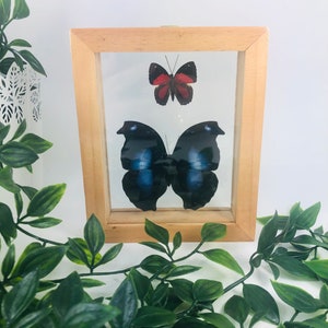 Real Framed Butterfly Display