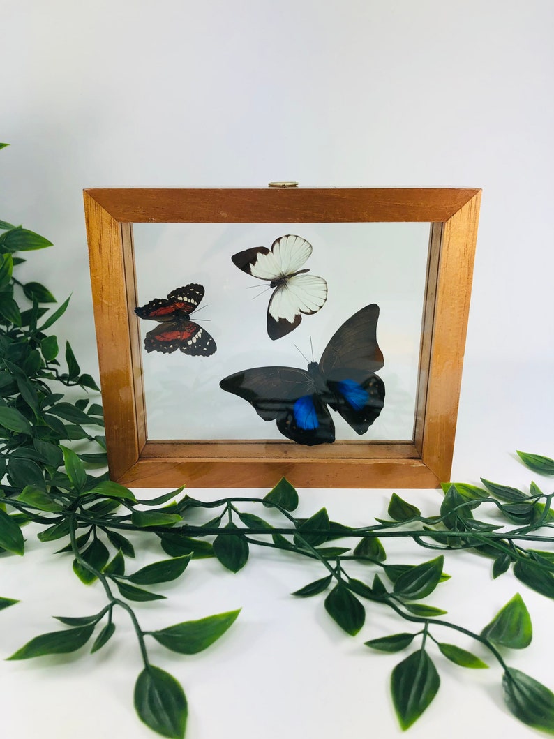 Real Framed Butterfly Medium brown frame