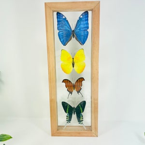 Real Framed Butterfly Collection - Morpho Butterfly
