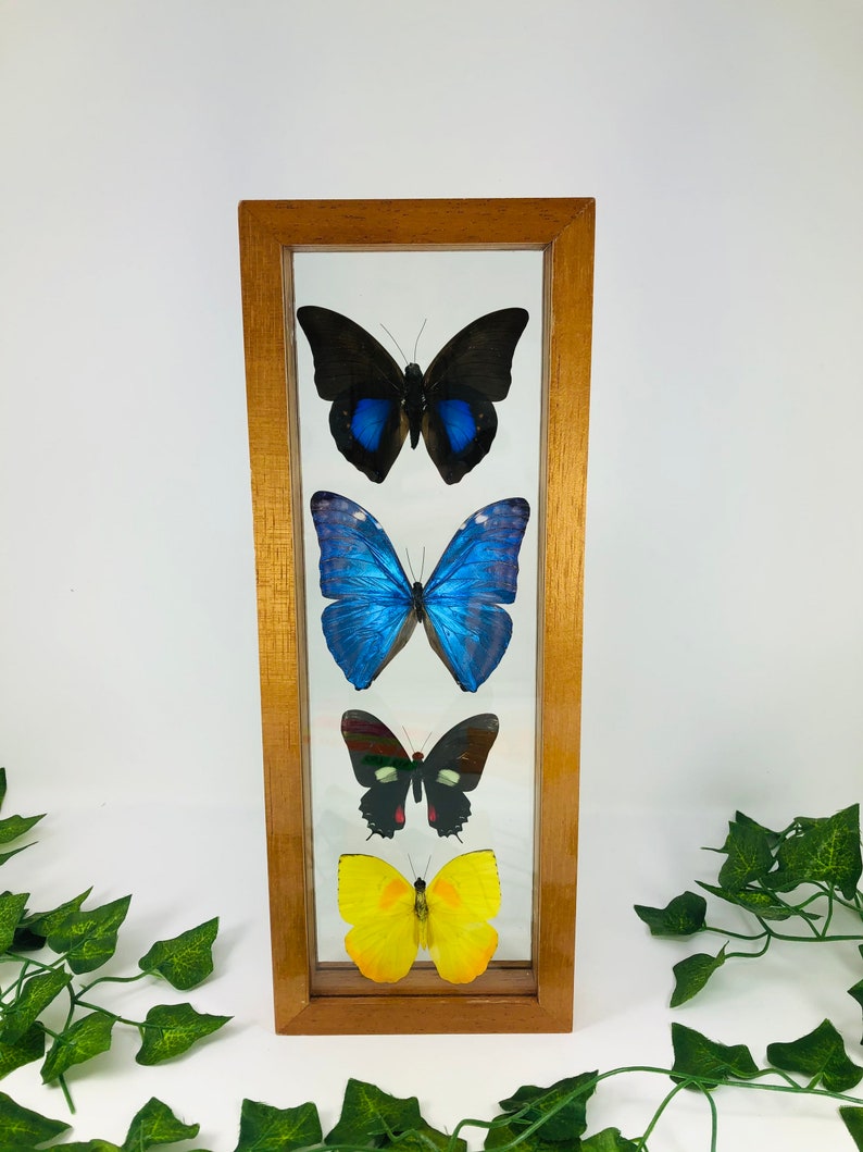 medium brown frame Real Framed Butterfly Collection
