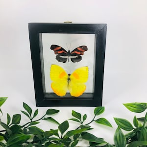Real Framed Butterfly Display
