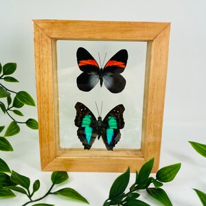 Real Framed Butterfly Display