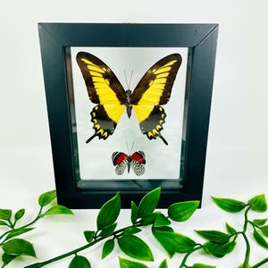 Real Framed Butterfly Display