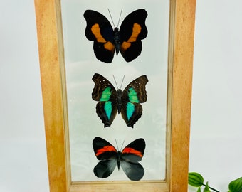 Real Framed Butterfly Display