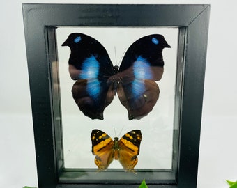 Real Framed Butterfly Display