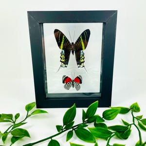 Real Framed Butterfly Display
