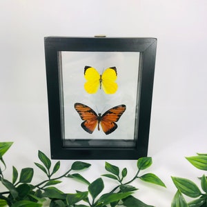Real Framed Butterfly Display