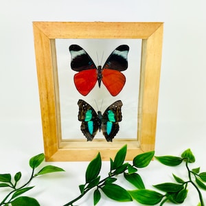 Real Framed Butterfly Display