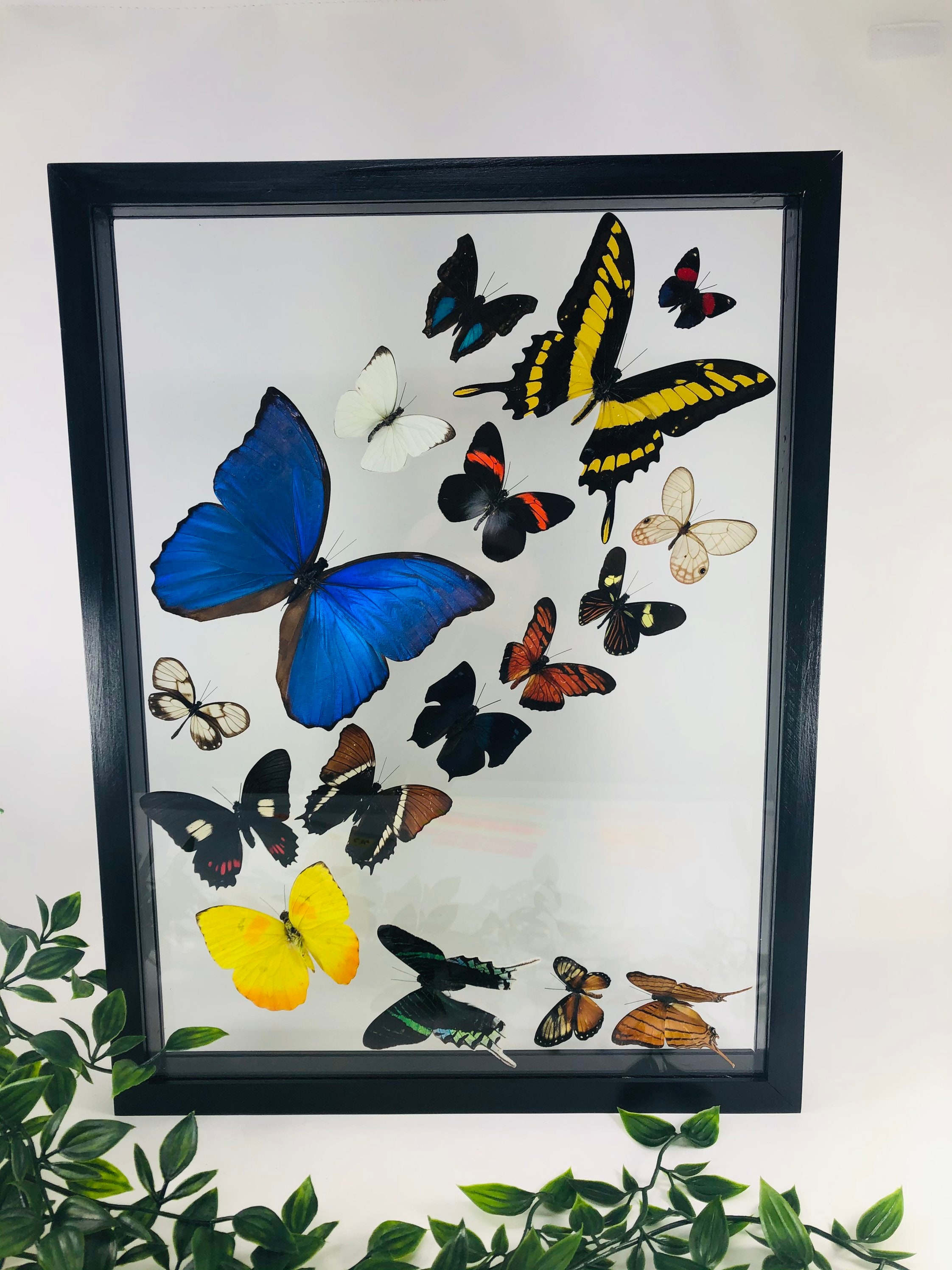 Real Framed Butterfly Collection REALMENTE EXCEPCIONAL PIECE Etsy