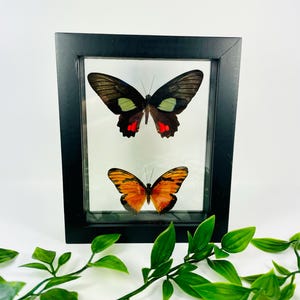 Real Framed Butterfly Display