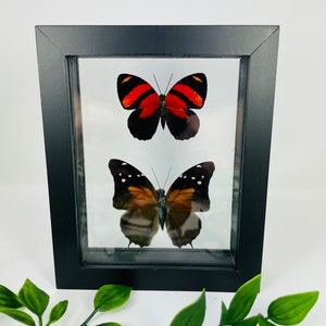 Real Framed Butterfly Display