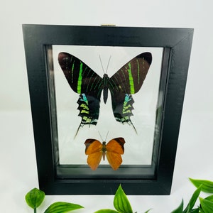 Real Framed Butterfly Display