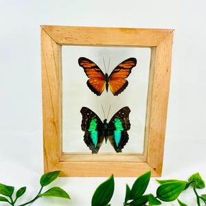Real Framed Butterfly Display