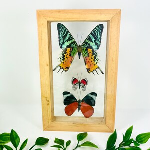 May include: A framed display featuring three butterflies. The top butterfly has green and black wings with orange accents. The middle butterfly is red and black, and the bottom butterfly is red and black. The frame is made of light-colored wood.